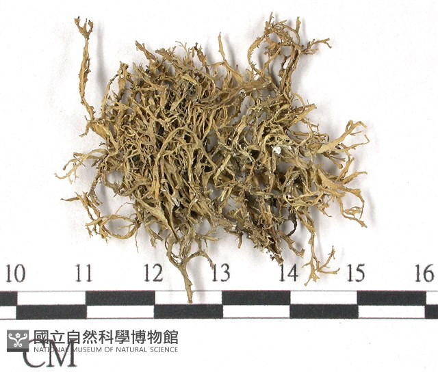 登錄號:L00001572藏品圖，第1張
