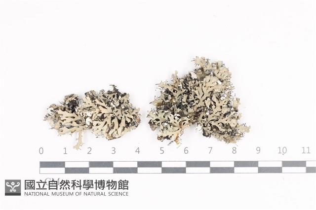 日本雪花衣藏品圖，第1張