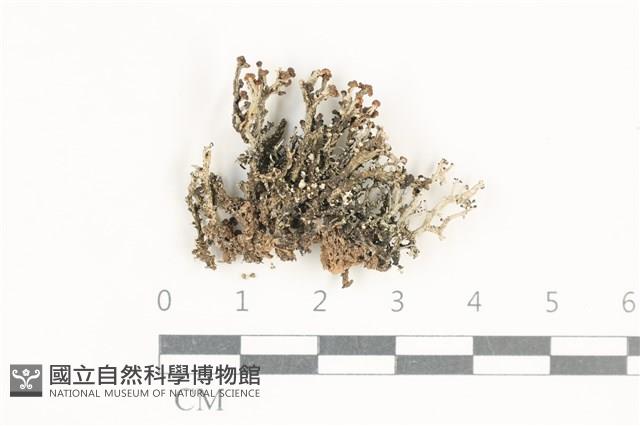登錄號:L00005472藏品圖，第1張