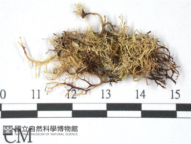 登錄號:L00000372藏品圖，第1張