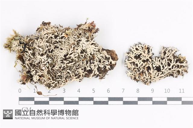 小葉雪花衣藏品圖，第1張