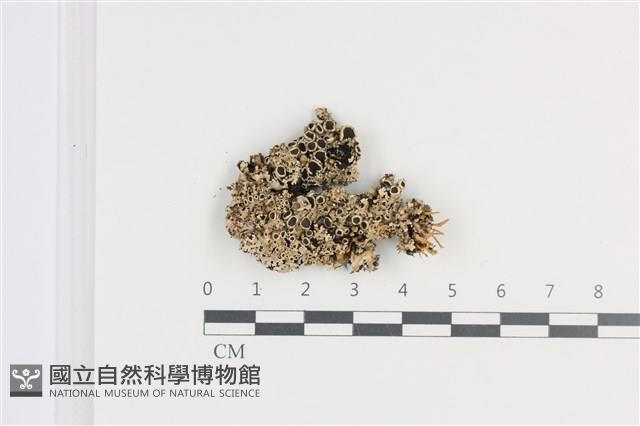 登錄號:L00002652藏品圖，第1張