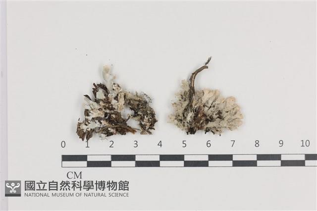 叢毛雪花衣藏品圖，第1張