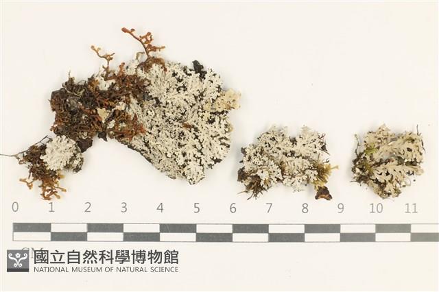 登錄號:L00003552藏品圖，第1張