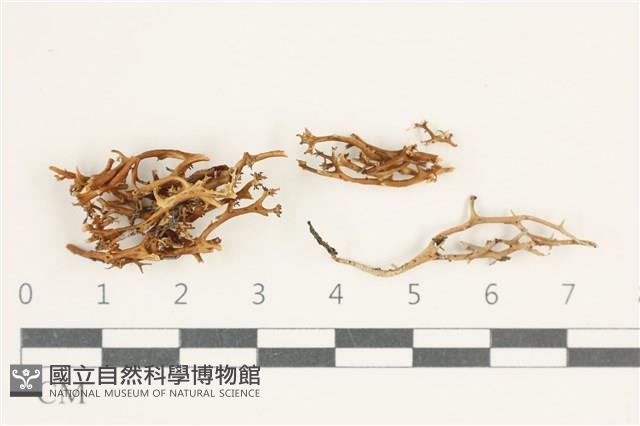 登錄號:L00000452藏品圖，第1張