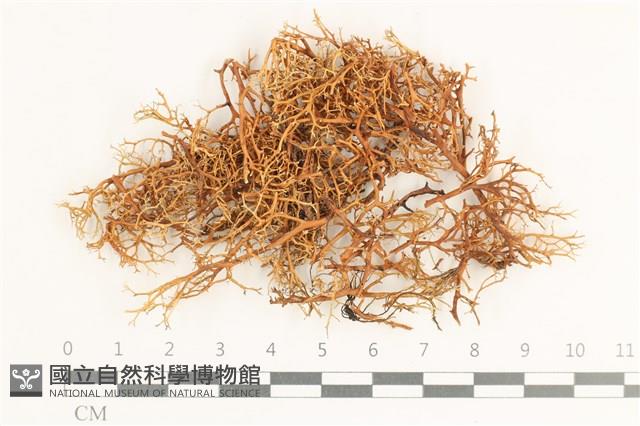 登錄號:L00000592藏品圖，第1張