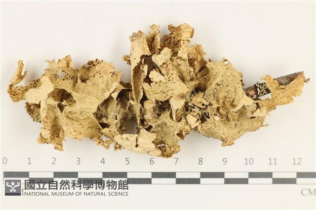 登錄號:L00001592藏品圖，第1張