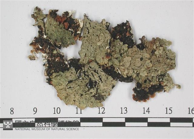 登錄號:L00002392藏品圖，第1張