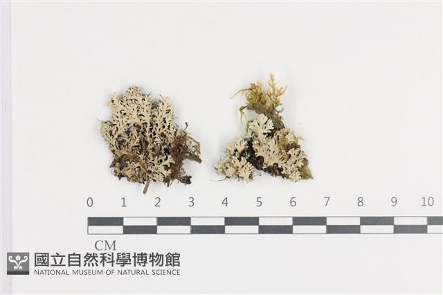 小葉雪花衣藏品圖，第1張