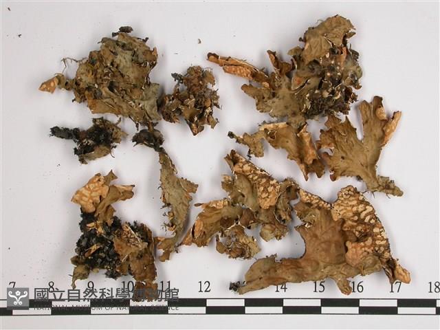 黑川氏兜衣藏品圖，第1張