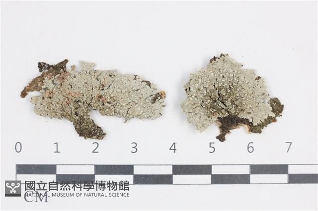 扁平黑囊基衣藏品圖，第1張