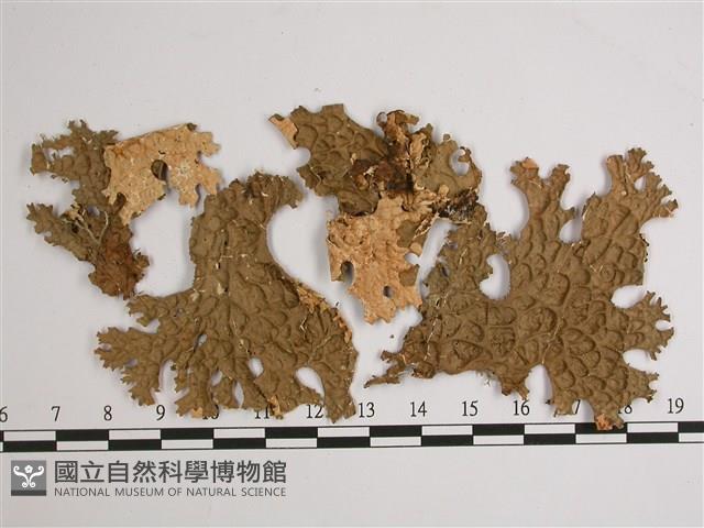 劍形兜衣藏品圖，第1張