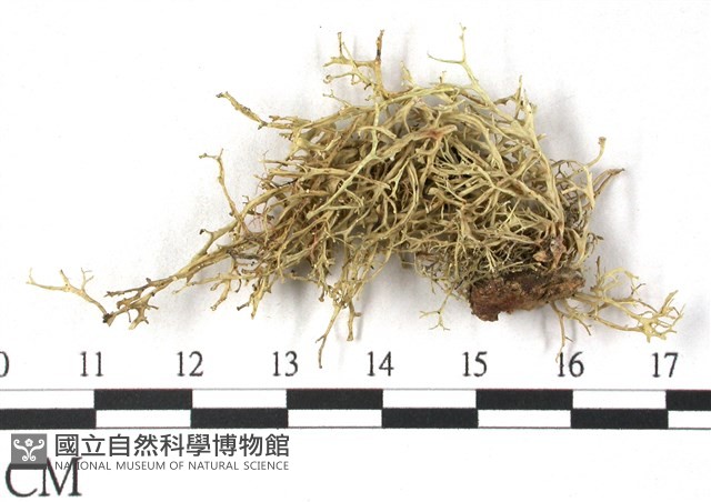 登錄號:L00001532藏品圖，第1張