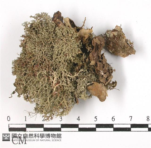 登錄號:L00001432藏品圖，第1張