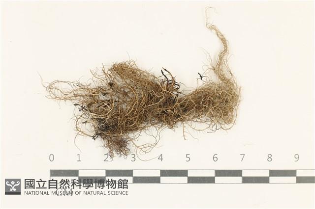 登錄號:L00005432藏品圖，第1張