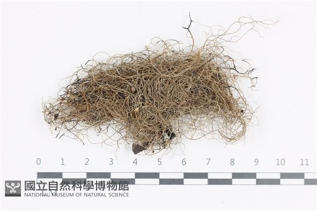 登錄號:L00004332藏品圖，第1張