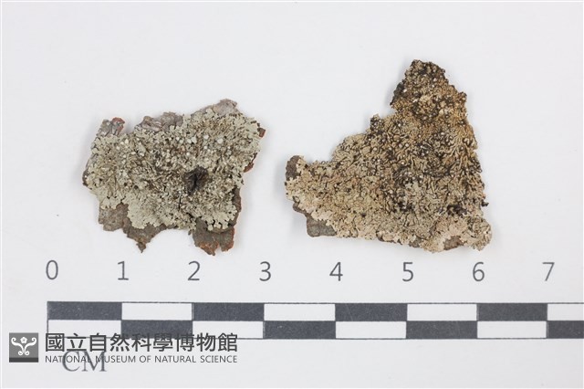 有色黑囊基衣藏品圖，第1張