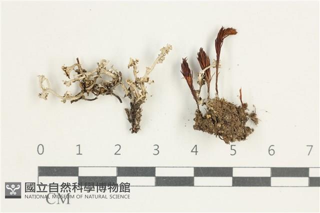 登錄號:L00001688藏品圖，第1張