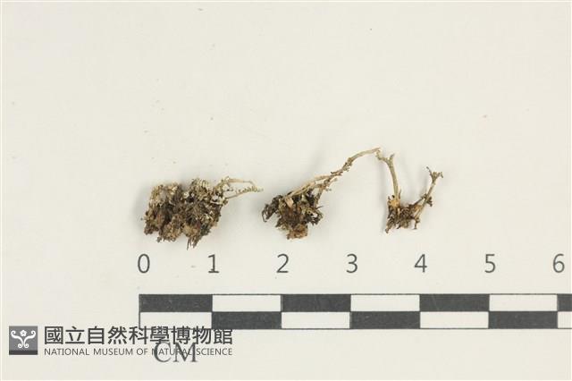 登錄號:L00000288藏品圖，第1張