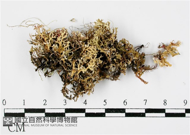 台灣球粉衣藏品圖，第1張
