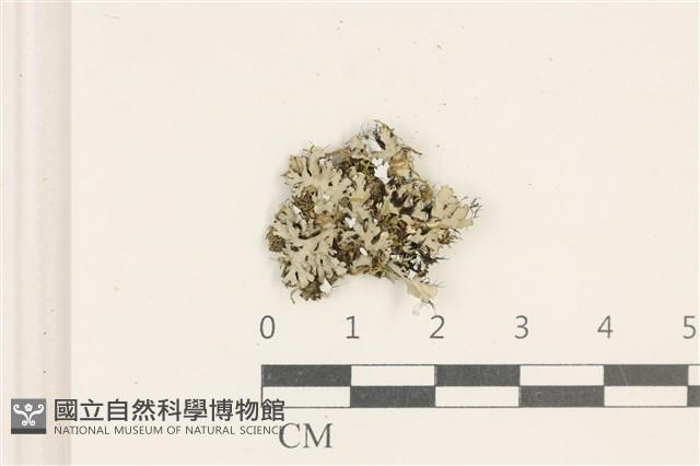 登錄號:L00003288藏品圖，第1張