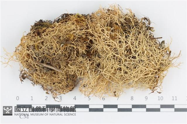 登錄號:L00001088藏品圖，第1張