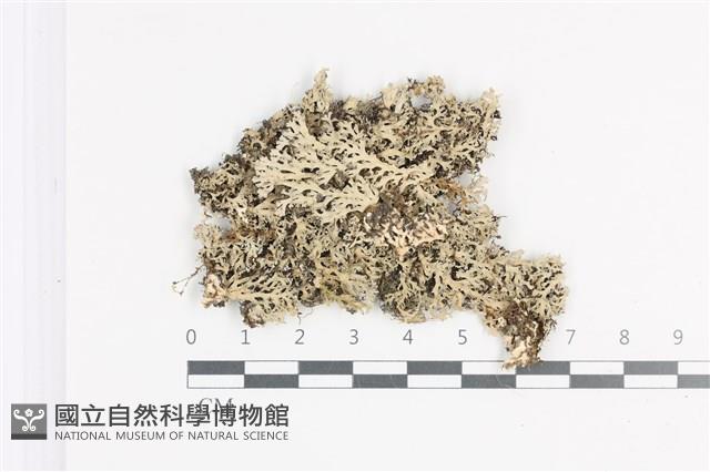 裂芽雪花衣藏品圖，第1張