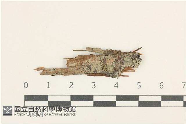 登錄號:L00005188藏品圖，第1張