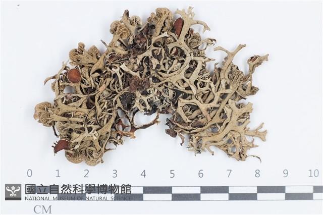 登錄號:L00002388藏品圖，第1張