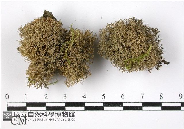 登錄號:L00002008藏品圖，第1張