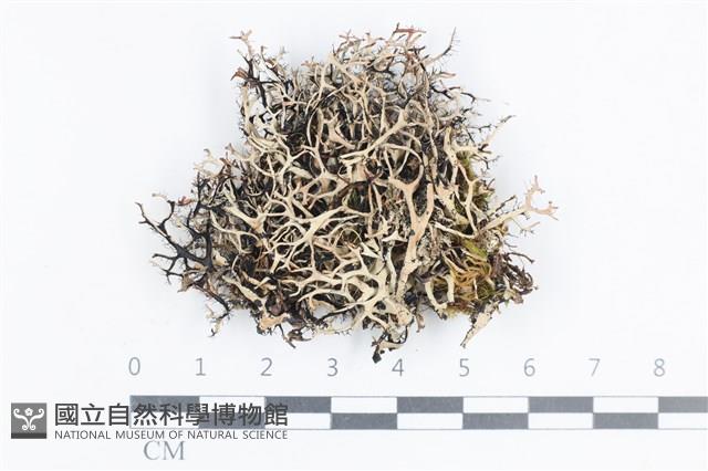 登錄號:L00004008藏品圖，第1張