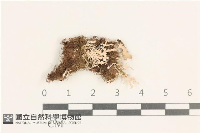 登錄號:L00003408藏品圖，第1張