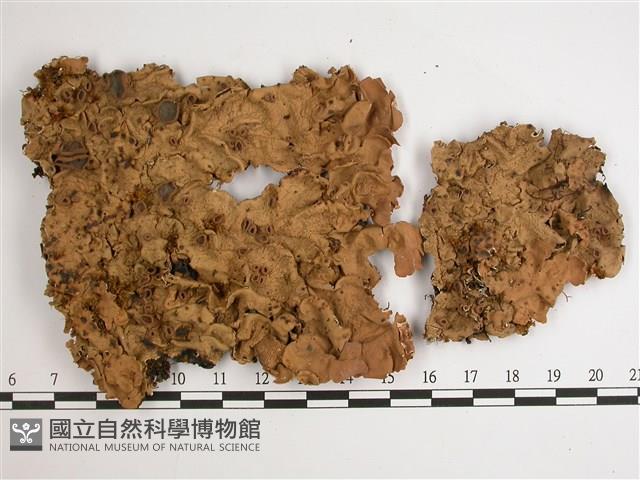 糖兜衣藏品圖，第1張