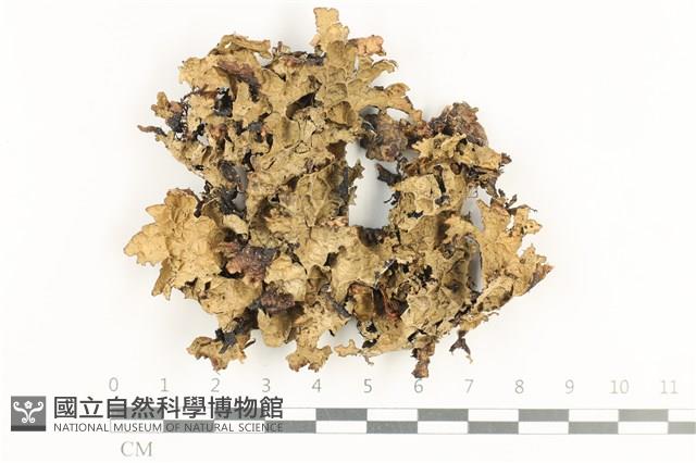登錄號:L00002268藏品圖，第1張