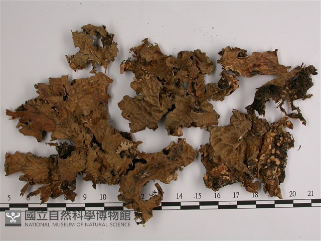 網脊兜衣藏品圖，第1張