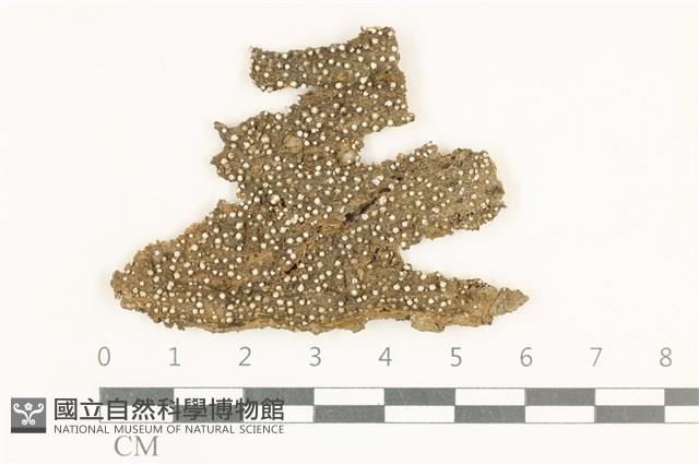 登錄號:L00001168藏品圖，第1張