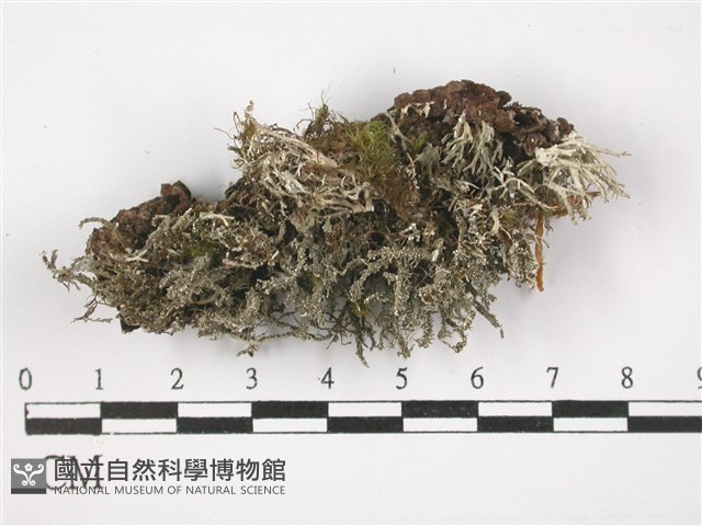 登錄號:L00002468藏品圖，第1張
