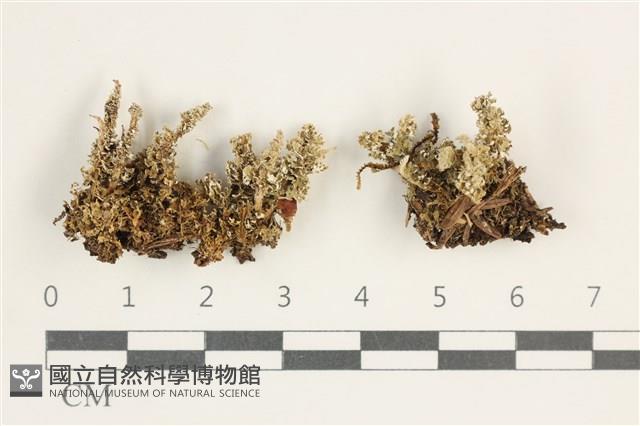 登錄號:L00000468藏品圖，第1張