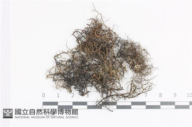 登錄號:L00004368藏品圖，第1張