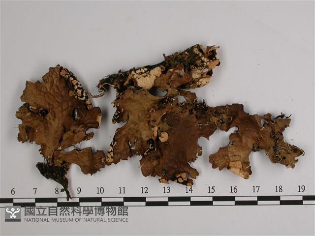 針芽兜衣藏品圖，第1張