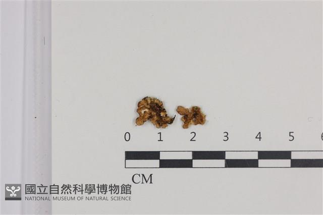 登錄號:L00005218藏品圖，第1張