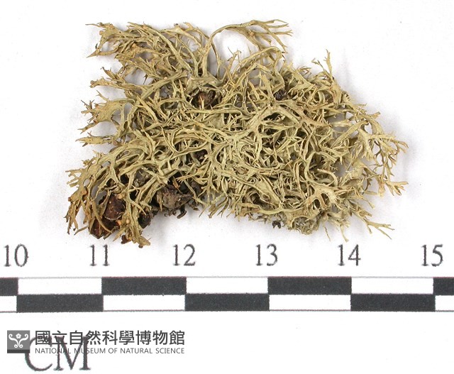 登錄號:L00002418藏品圖，第1張