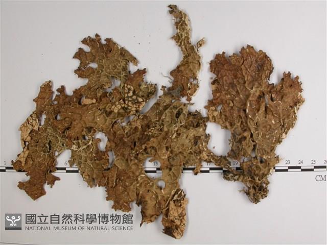 樹棲兜衣藏品圖，第1張