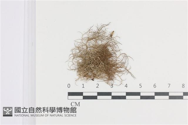 登錄號:L00002648藏品圖，第1張