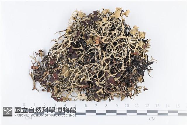 登錄號:L00003248藏品圖，第1張