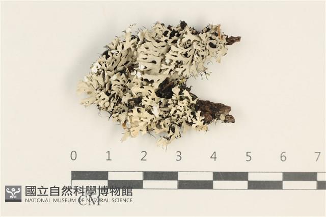 登錄號:L00004248藏品圖，第1張