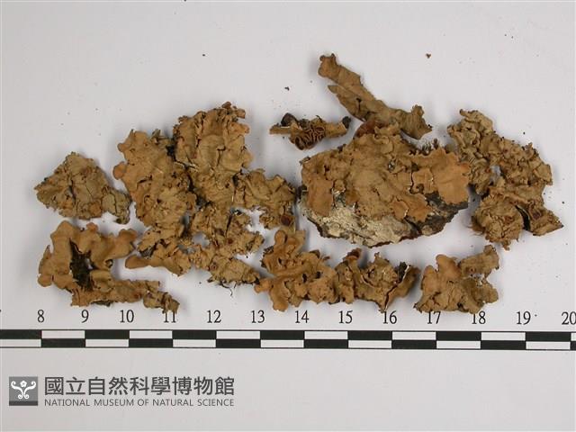 擬文字變色兜衣藏品圖，第1張