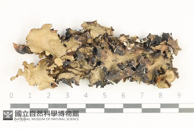 登錄號:L00002448藏品圖，第1張