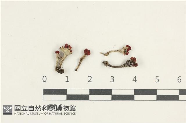 登錄號:L00000448藏品圖，第1張