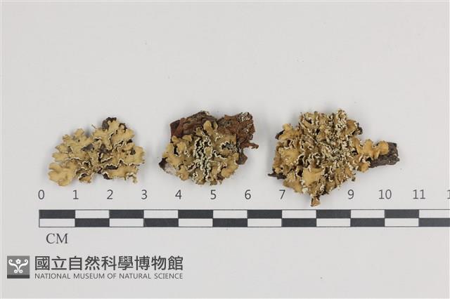 登錄號:L00005228藏品圖，第1張